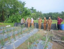 Pj. Bupati Asra Beranjangsana Ke Ladang Cabai Petani