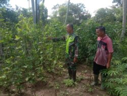 Bantu Rawat Tanaman Kacang Panjang, Babinsa Dampingi Petani Lakukan Pengecekan Tanaman