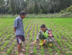 Tinjau Pertumbuhan Padi, Serka P. Ginting Berharap Petani Ikut Tingkatkan Swasembada Pangan