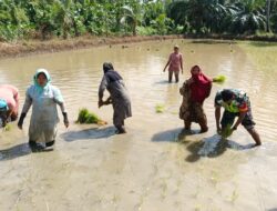 Wujudkan TNI Manunggal, Babinsa Koramil 04 Bendahara Bantu Petani Tanam Padi