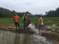 Serka Subagio Bantu Petani Mengairi Sawah, Pemilik Lahan Ucapkan Terimakasih 