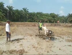 Percepat Masa Tanam, Serda Sukmadani Bantu Petani Membajak Sawah