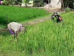 Babinsa Koramil 09 Banda Mulia Bantu Petani Bersihkan Gulma
