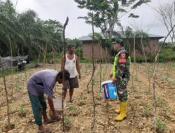 Babinsa Koramil 08 Rantau Dampingi Petani Lakukan Pemupukan Tanaman Kacang Panjang 