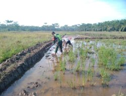 Dengan Cangkul Babinsa Dampingi Petani Bantu Olah Lahan Sawah