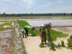 Penuh Semangat, Sertu A. Yahya Dampingi Petani Bantu Cabut Benih Padi
