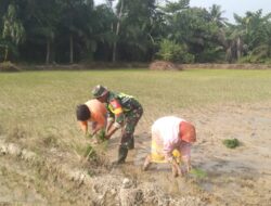 Wujud Kemanunggalan TNI-Rakyat, Serda Syawaluddin Bantu Petani