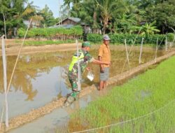 Babinsa Koramil 03 Seruway Dampingi Petani Cek Bibit Padi