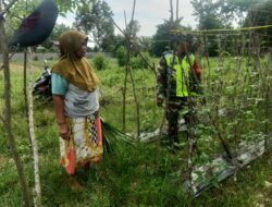 Babinsa Koramil 02 Karang Baru Dampingi Petani Lakukan Pengecekan Tanaman