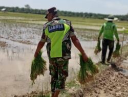 Motivasi Petani, Babinsa Koramil 03 Seruway Bantu Angkat Bibit Padi