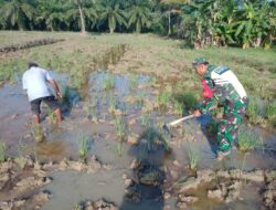 Komsos Dengan Petani Ini Yang Disampaikan Serda Harmiadi
