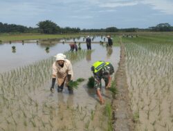Babinsa 09 Banda Mulia Bantu Dan Motivasi Petani Tanam Padi