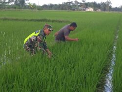Babinsa Koramil 03 Seruway Dampingi Petani Pantau Perkembangan Tanaman Padi