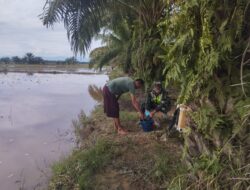 Babinsa Berikan Pendampingan Kepada Petani, Bantu Berantas Hama Keong Sawah