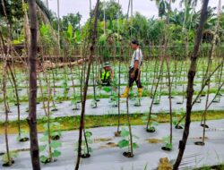 Berikan Motivasi, Babinsa Lhok Medang Ara Dampingi Petani Merawat Tanaman Timun