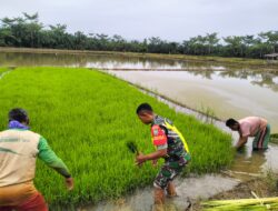 Babinsa Seunebok Aceh Bantu Petani Cabut Bibit Padi