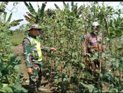 Babinsa Koramil 05 Tamiang Hulu Bantu Petani Bersihkan Gulma Pada Tanaman Kacang Panjang