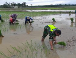 Babinsa Koramil 03 Seruway Bantu Petani Tanam Padi Wujudkan Ketahanan Pangan