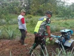 Babinsa Jambo Rambong Dampingi Petani Olah Lahan