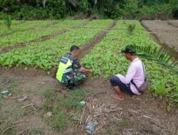 Babinsa 07 Kejuruan Muda Dampingi Petani Sawi Tingkatkan Produktivitas Hasil Panen