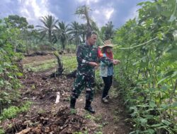 Komsos Dengan Petani, Babinsa Koramil 06/Manyak Payed Berikan Pendampingan Perawatan Tanaman Kacang Panjang