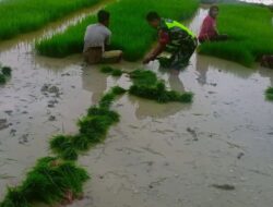 Serka Wagianto Bantu Petani Tanam Padi