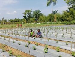 Babinsa Koramil 06/Manyak Payed Pantau Perkembangan Tanaman Cabai Milik Petani