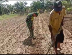 Babinsa Koramil 05/Tamiang Hulu Bantu Petani Mengolah Lahan Pertanian Kacang Panjang