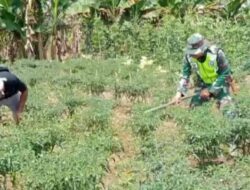 Tingkatkan Ketahanan Pangan Babinsa Dampingi Petani Cabe Bantu Bersihkan Lahan