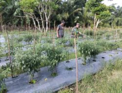 Giat Komsos Babinsa Bantu Petani Siram Tanaman Cabe