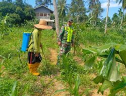 Serka Indra Juliawan Lubis Dampingi Petani, Semprot Hama Jagung