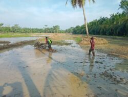 Gunakan Mesin Traktor, Babinsa Teluk Halban Dampingi Petani Bajak Sawah