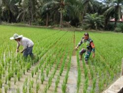Babinsa Koramil 04/Bendahara, Tunjukkan Komitmennya Dalam Mendukung Ketahanan Pangan