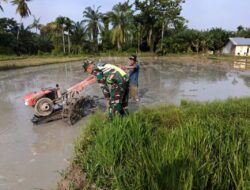 Babinsa 09/Banda Mulia Bantu Petani Siapkan Lahan Sawah