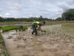 Dukung Ketahanan Pangan, Babinsa Koramil 02/Karang Baru Bantu Petani Tanam Padi