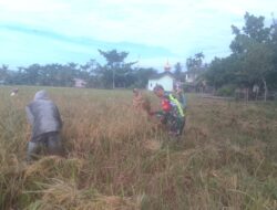 Babinsa Koramil 04/Bendahara Bantu Petani Panen Padi