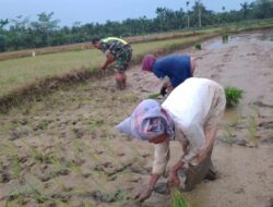 Babinsa Koramil 04/Bendahara Bantu Petani Tanam Padi, Dukung Program Ketahanan Pangan
