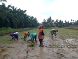 Semangat Babinsa Tanam Padi Bersama Kelompok Tani Desa Binaan