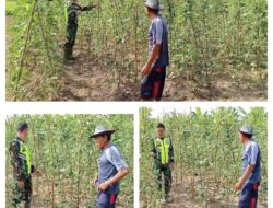Babinsa Koramil 05/Tamiang Hulu Dampingi Warganya Merawat Tanaman Kacang Panjang