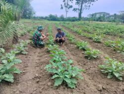 Tingkatkan Produksi Hasil Pertanian, Babinsa Lakukan Pendampingan Kepada Petani Terong