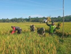 Sukseskan Ketahanan Pangan, Babinsa Bantu Kelompok Tani Panen Padi