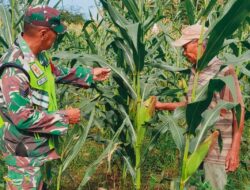 Babinsa Koramil 08/Rantau Dampingi Petani Meninjau Tanaman Jagung