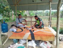Komsos Di Pondok Tani, Babinsa Dan Petani Bahas Upaya Peningkatan Hasil Pertanian