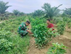 Babinsa Koramil 06/Manyak Payed, Dampingi Petani Bantu Merawat Tanaman Cabe