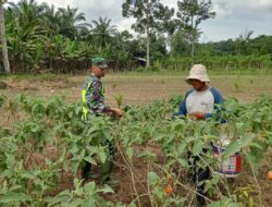 Komsos dengan Petani Terong, Babinsa Tamiang Hulu Berikan Dukungan