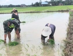 Babinsa Koramil 04/Bendahara Bantu Petani Tanam Padi untuk Percepat Masa Tanam