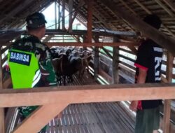 Babinsa Koramil 03/Seruway Peduli Peternak Kambing di Desa Gelung