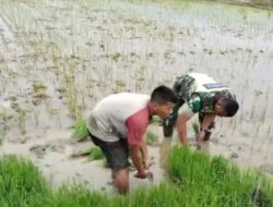 Babinsa Koramil 02/Karang Baru Bantu Petani Mencabut Bibit Padi untuk Sukseskan Program Ketahanan Pangan