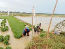 Babinsa Bantu Petani, Wujud Nyata Kemanunggalan TNI dan Rakyat