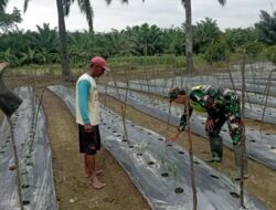 Babinsa Serda Safaruddin Dampingi Petani Merawat Tanaman Cabai